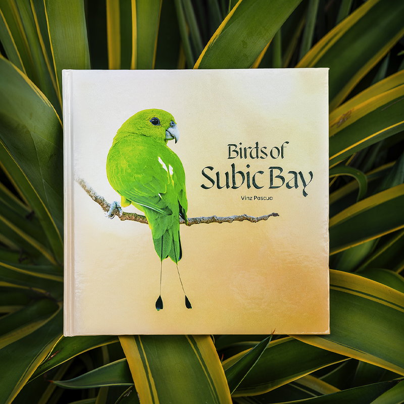 Birds of Subic Bay