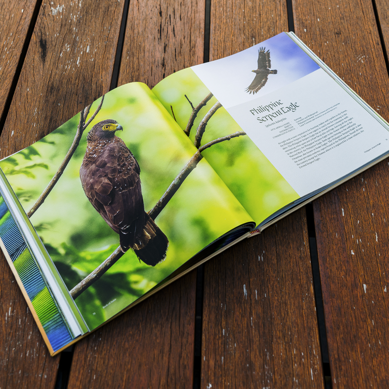 Birds of Subic Bay