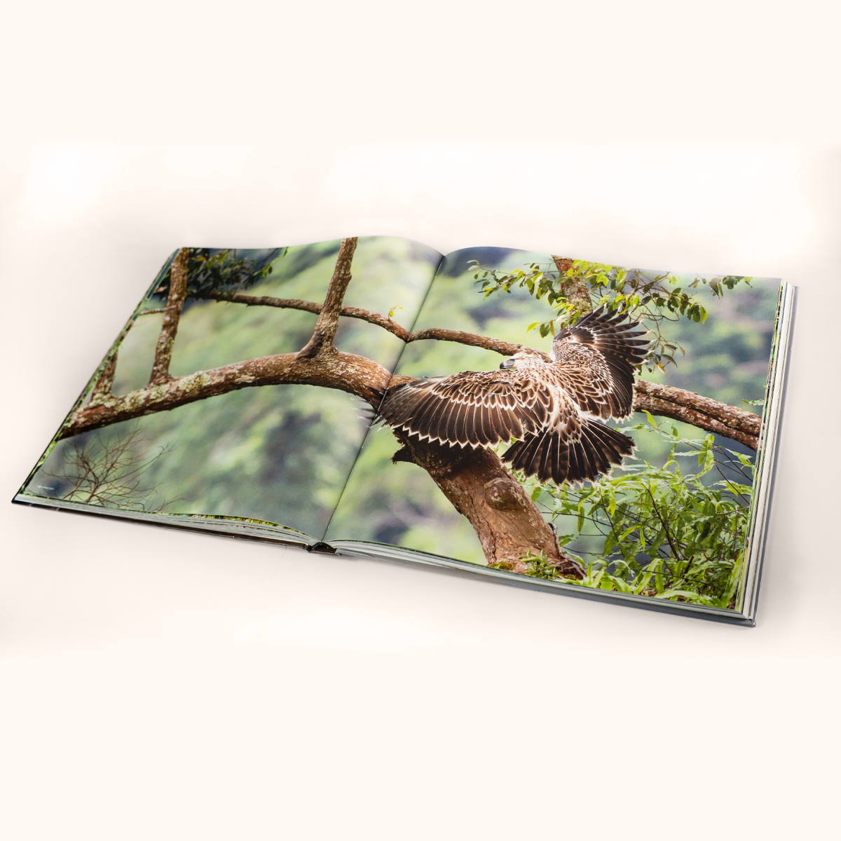 Haring Ibon: The Great Philippine Eagle