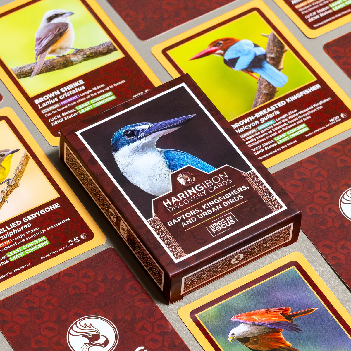 Haring Ibon Discovery Cards: Raptors, Kingfishers, and Urban Birds