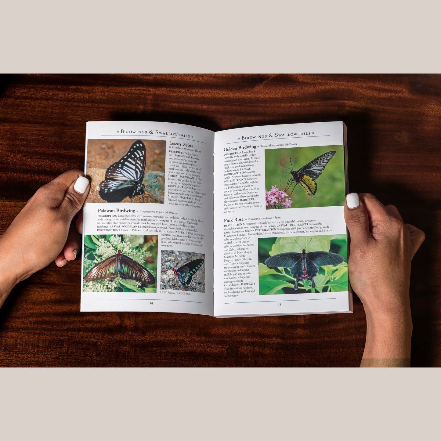 A Naturalist’s Guide to the Butterflies of the Philippines