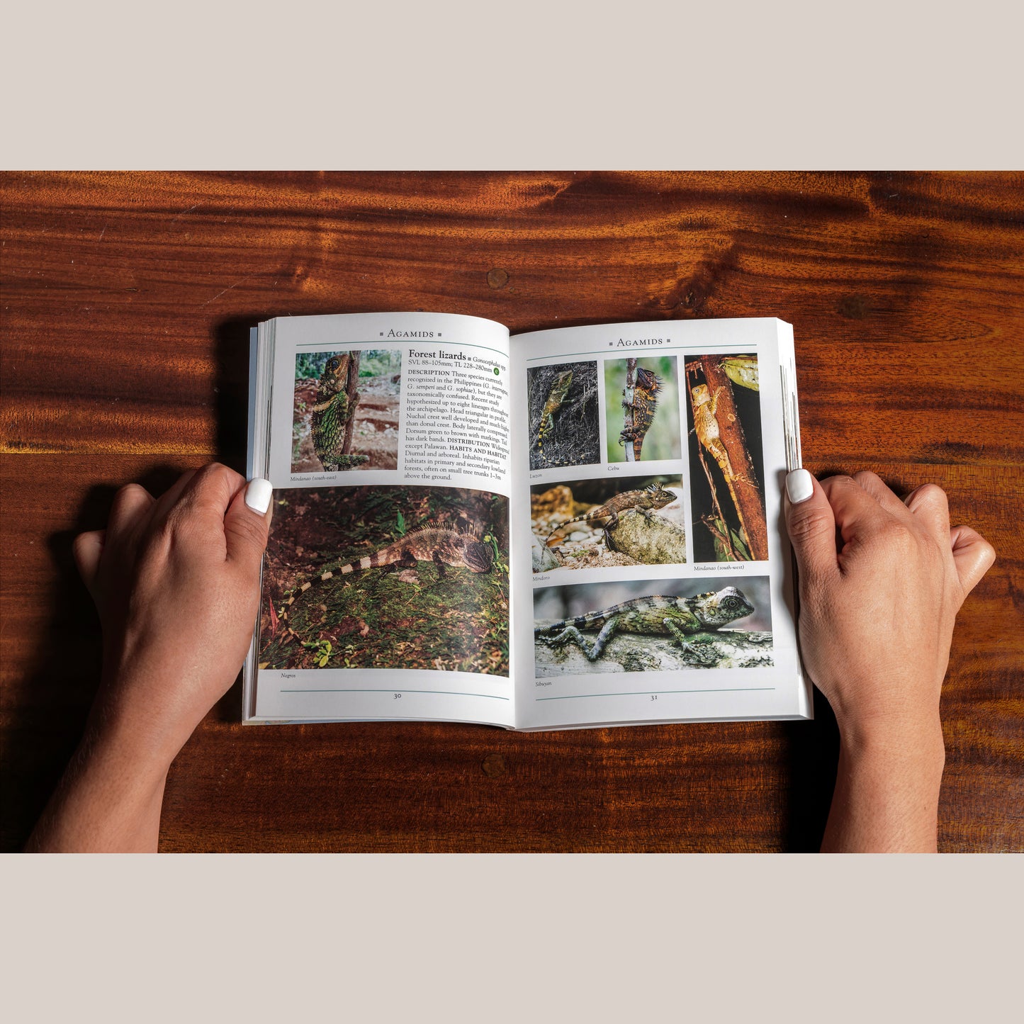A Naturalist’s Guide to the Reptiles of the Philippines