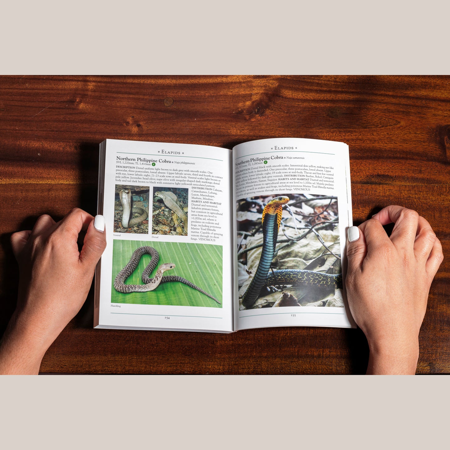 A Naturalist’s Guide to the Reptiles of the Philippines