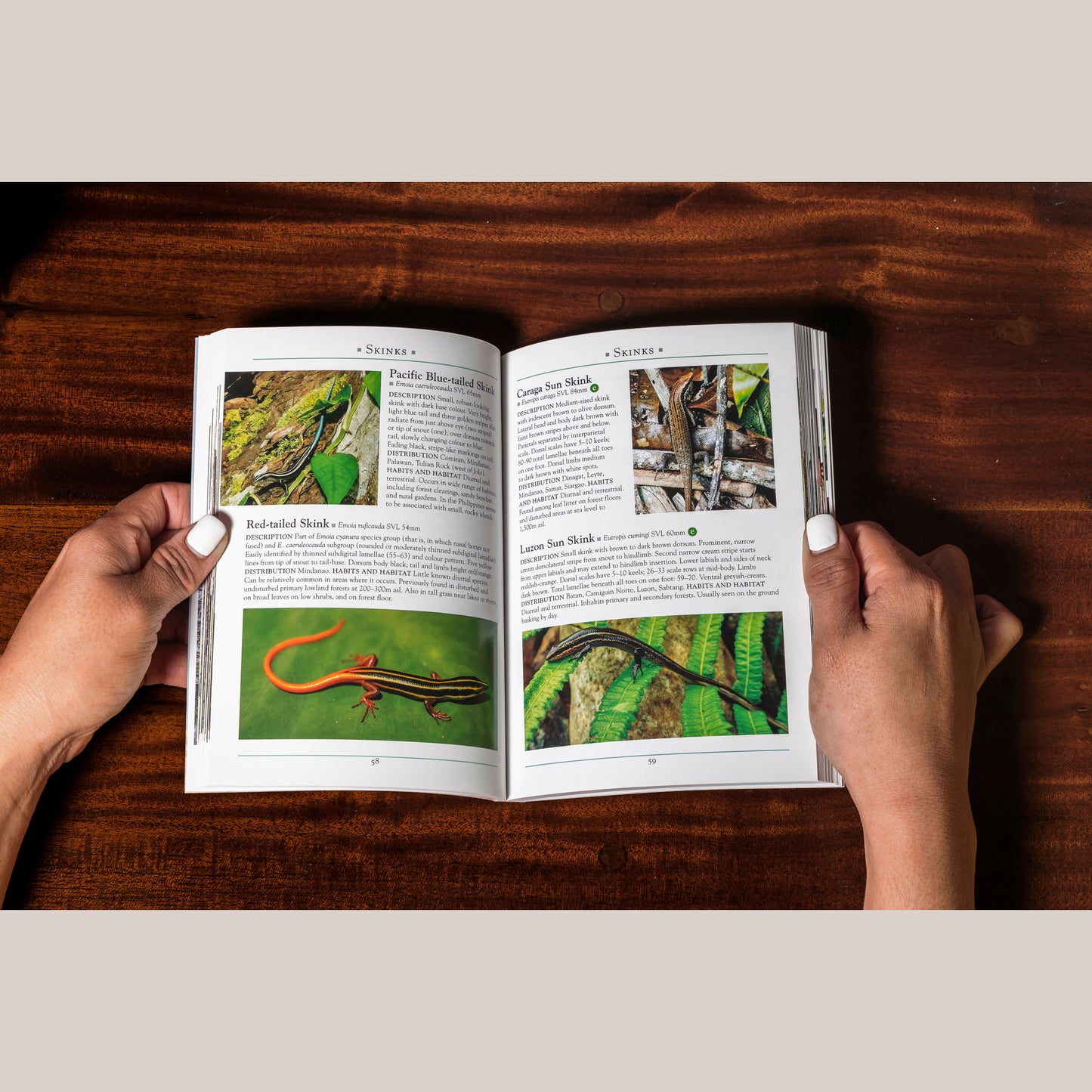 A Naturalist’s Guide to the Reptiles of the Philippines
