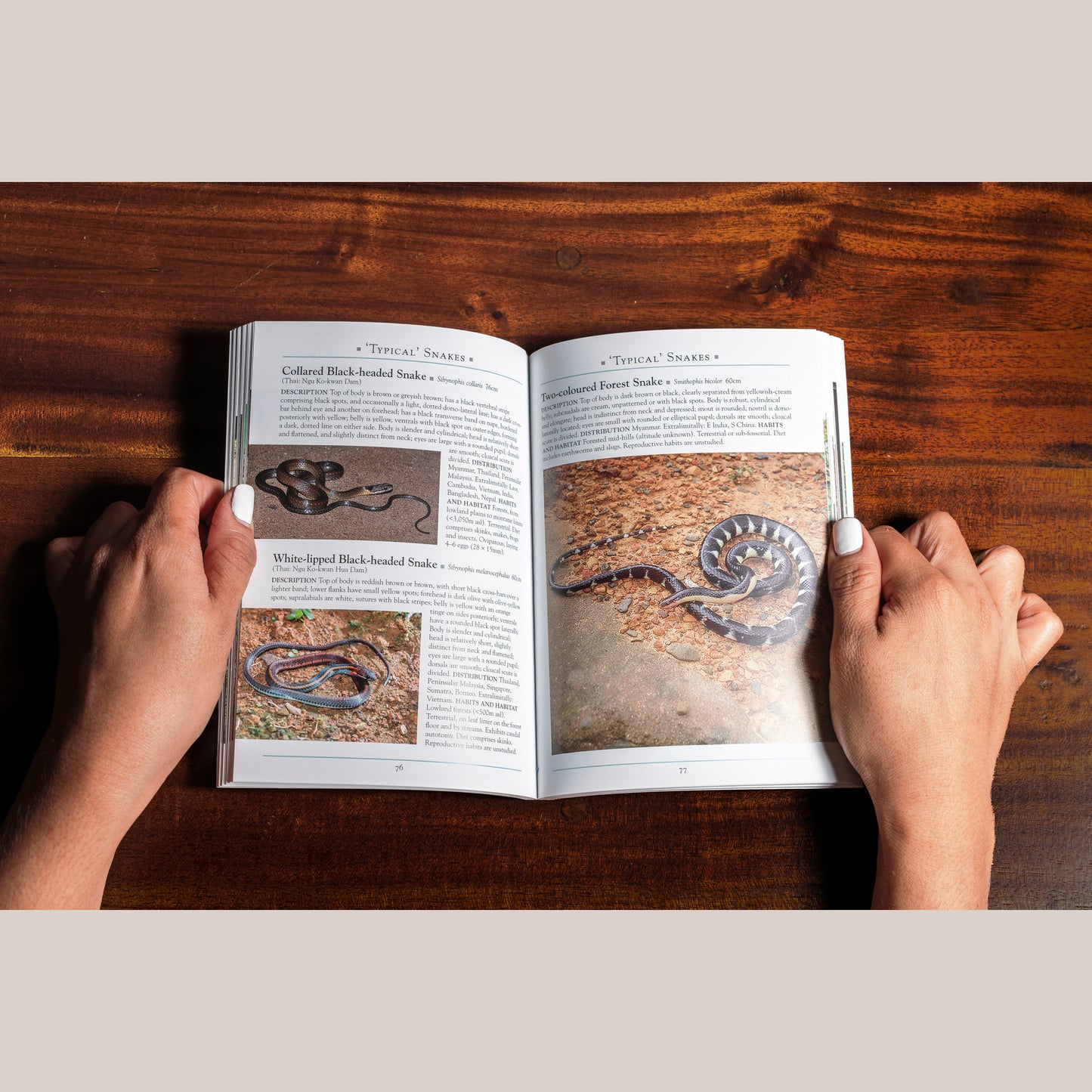 A Naturalist’s Guide to the Snakes of Southeast Asia