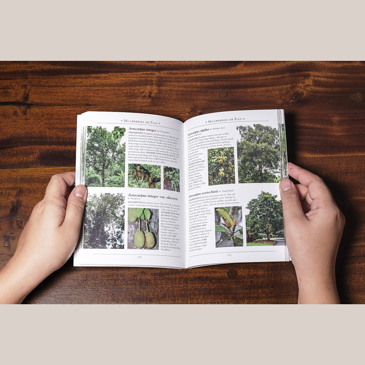 A Naturalist’s Guide to the Trees of Southeast Asia