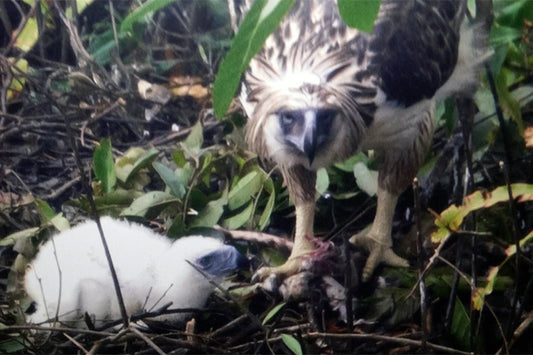 ABS-CBN News: Coffee table book on Philippine Eagle launched