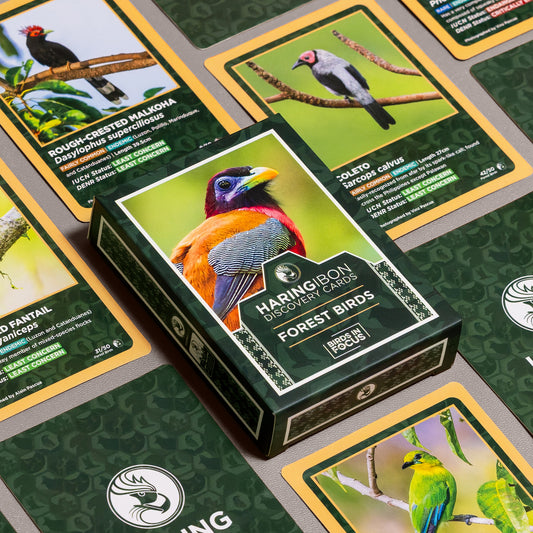 Haring Ibon Discovery Cards: Forest Birds