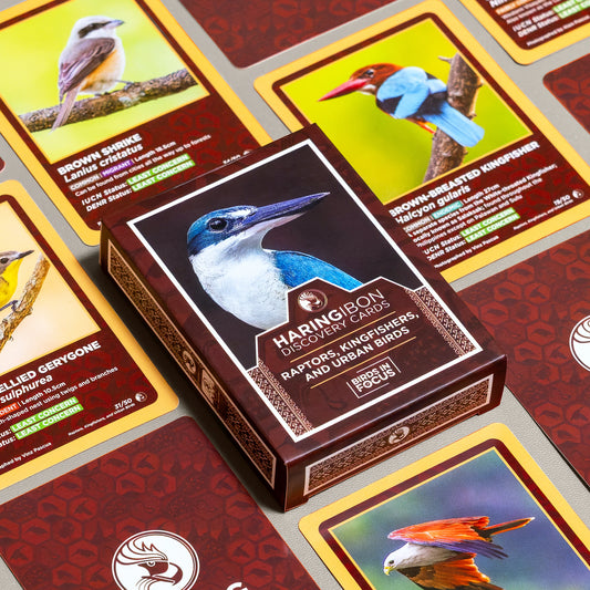 Haring Ibon Discovery Cards: Raptors, Kingfishers, and Urban Birds