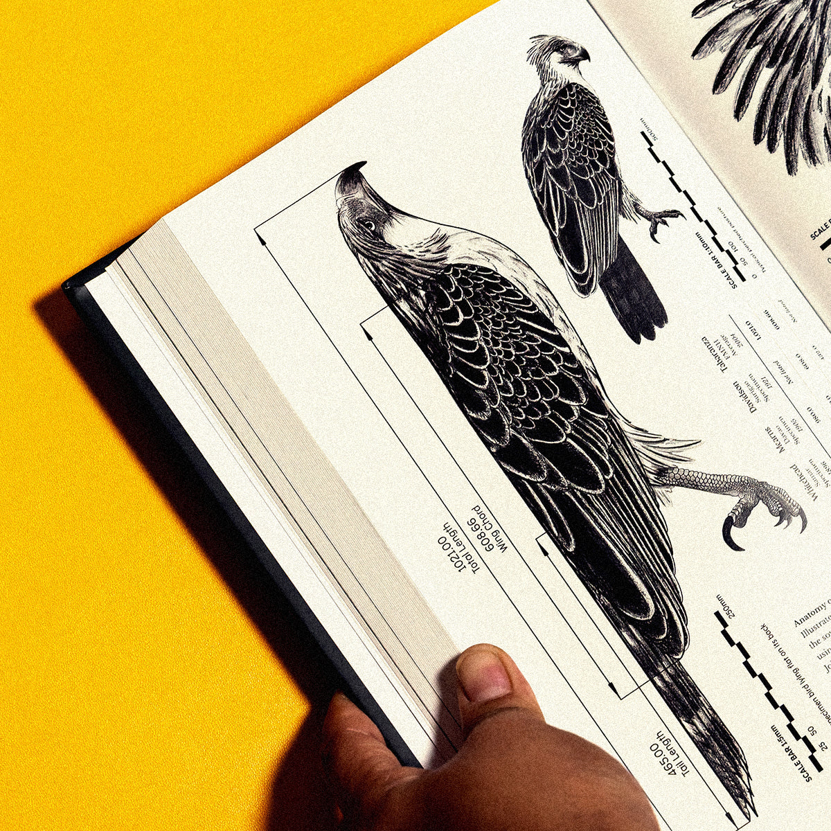 Lord of the Forest: The Fall and Rise of the Great Philippine Eagle