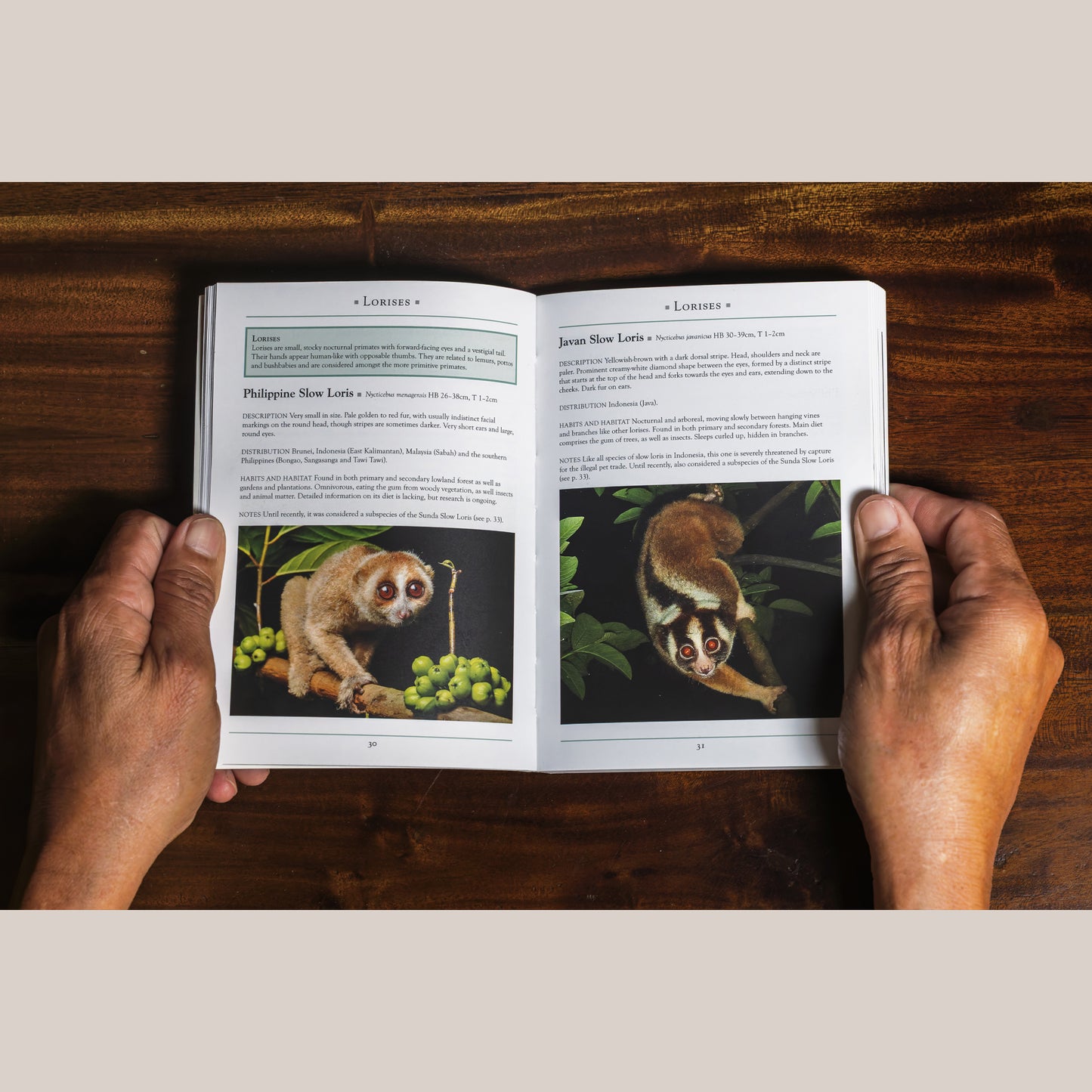 A Naturalist’s Guide to the Mammals of Southeast Asia