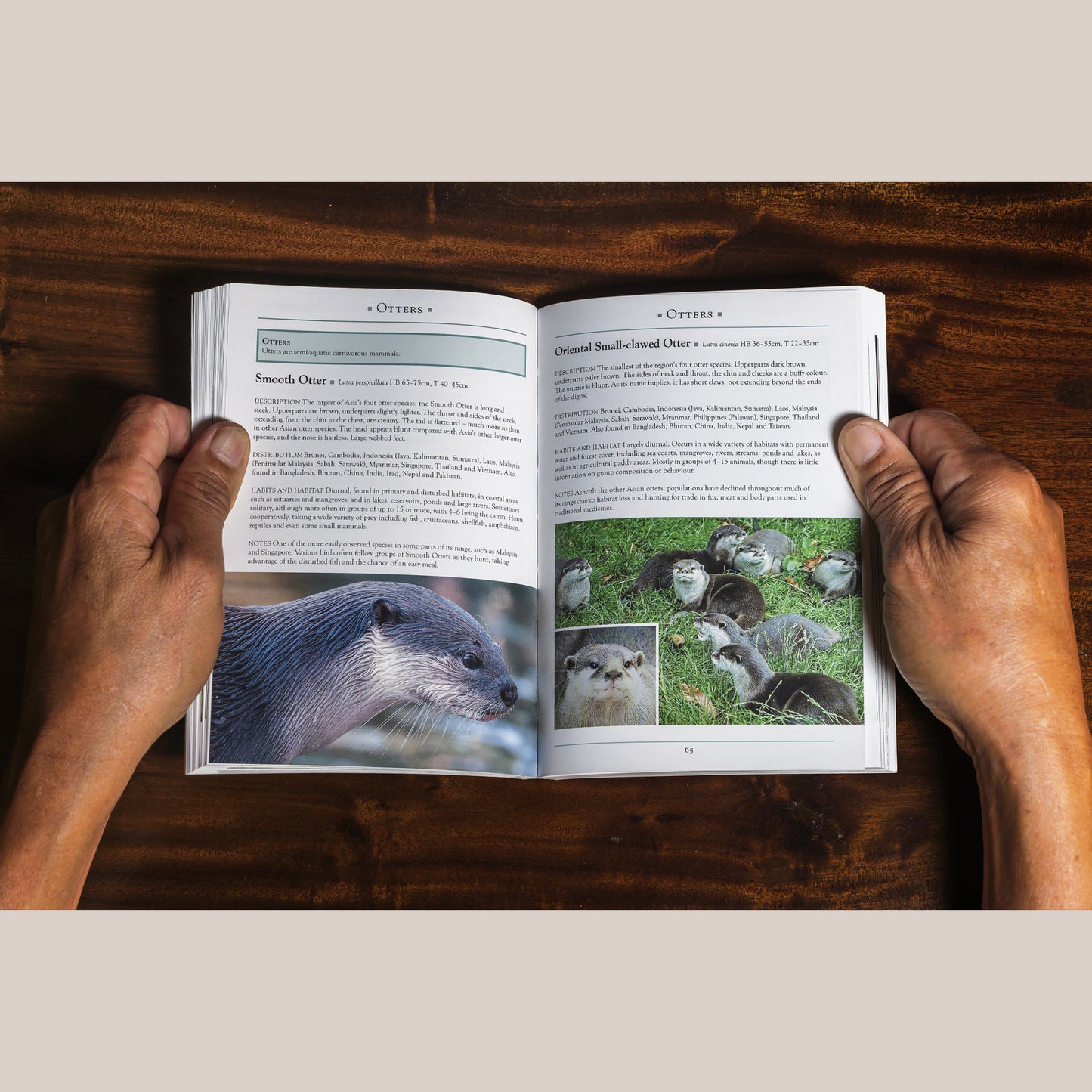 A Naturalist’s Guide to the Mammals of Southeast Asia